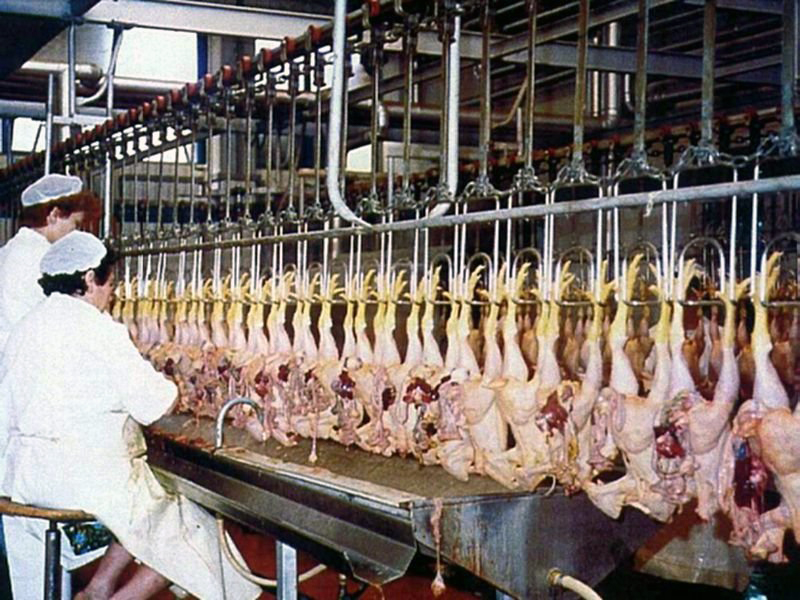 poultry slaughtering line
