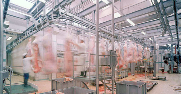 conveier abatorizare